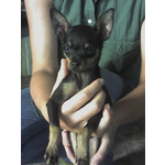 Zdjęcia użytkowników Sagem my501X