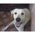 Zdjęcia użytkowników Sagem my501X