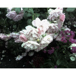 Zdjęcia użytkowników Sagem my501X