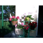 ZDJĘCIA Z TEGO TELEFONU