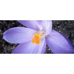 Zdjęcia użytkowników Samsung Galaxy A12 Zdjęcia użytkowników Samsung Galaxy A12