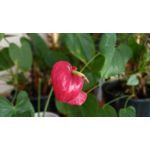 Zdjęcia użytkowników Samsung Galaxy A12 Zdjęcia użytkowników Samsung Galaxy A12