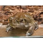 Zdjęcia użytkowników Samsung Galaxy A41 Zdjęcia użytkowników Samsung Galaxy A41