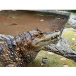 Zdjęcia użytkowników Samsung Galaxy A41 Zdjęcia użytkowników Samsung Galaxy A41