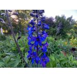 Zdjęcia użytkowników Samsung Galaxy A41 Zdjęcia użytkowników Samsung Galaxy A41