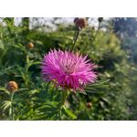 Zdjęcia użytkowników Samsung Galaxy A41 Zdjęcia użytkowników Samsung Galaxy A41