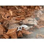 Zdjęcia użytkowników Samsung Galaxy A41 Zdjęcia użytkowników Samsung Galaxy A41