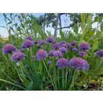 Zdjęcia użytkowników Samsung Galaxy A41 Zdjęcia użytkowników Samsung Galaxy A41