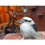 Zdjęcia użytkowników Samsung Galaxy A41 Zdjęcia użytkowników Samsung Galaxy A41