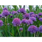 Zdjęcia użytkowników Samsung Galaxy A41 Zdjęcia użytkowników Samsung Galaxy A41