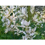 Zdjęcia użytkowników Samsung Galaxy A41 Zdjęcia użytkowników Samsung Galaxy A41