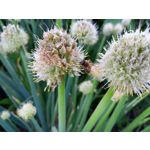 Zdjęcia użytkowników Samsung Galaxy A41 Zdjęcia użytkowników Samsung Galaxy A41