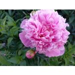 Zdjęcia użytkowników Samsung Galaxy A41 Zdjęcia użytkowników Samsung Galaxy A41