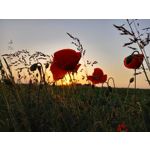 Zdjęcia użytkowników Samsung Galaxy A41 Zdjęcia użytkowników Samsung Galaxy A41