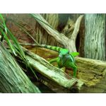 Zdjęcia użytkowników Samsung Galaxy A41 Zdjęcia użytkowników Samsung Galaxy A41