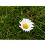 Zdjęcia użytkowników Samsung Galaxy A5 Zdjęcia użytkowników Samsung Galaxy A5