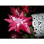 Zdjęcia użytkowników Samsung Galaxy A5 Zdjęcia użytkowników Samsung Galaxy A5