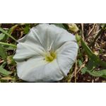 Zdjęcia użytkowników Samsung Galaxy A52