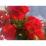 ZDJĘCIA Z TEGO TELEFONU