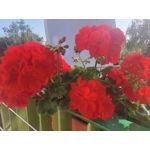 ZDJĘCIA Z TEGO TELEFONU