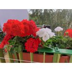 ZDJĘCIA Z TEGO TELEFONU