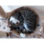 Zdjęcia użytkowników Samsung Galaxy A52s 5G Dual SIM