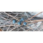 Zdjęcia użytkowników Samsung Galaxy A52s 5G Dual SIM