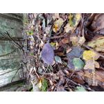 Zdjęcia użytkowników Samsung Galaxy A52s 5G