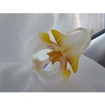 Zdjęcia użytkowników Samsung Galaxy A52s 5G