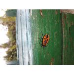 Zdjęcia użytkowników Samsung Galaxy A52s 5G