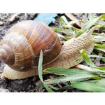 Zdjęcia użytkowników Samsung Galaxy A53