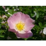 Zdjęcia użytkowników Samsung Galaxy A6+ Dual SIM