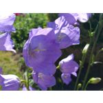 Zdjęcia użytkowników Samsung Galaxy A6+ Dual SIM