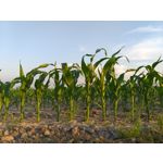 Zdjęcia użytkowników Samsung Galaxy A6+ Dual SIM