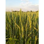 Zdjęcia użytkowników Samsung Galaxy A6+ Dual SIM