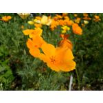 Zdjęcia użytkowników Samsung Galaxy A6+ Dual SIM