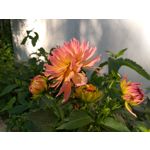 Zdjęcia użytkowników Samsung Galaxy A6+ Dual SIM