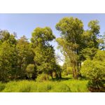 Zdjęcia użytkowników Samsung Galaxy A6+ Dual SIM