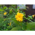 Zdjęcia użytkowników Samsung Galaxy A6+ Dual SIM