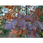 Zdjęcia użytkowników Samsung Galaxy A7 2018