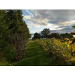 Zdjęcia użytkowników Samsung Galaxy A70 Zdjęcia użytkowników Samsung Galaxy A70