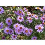 Zdjęcia użytkowników Samsung Galaxy A70 Zdjęcia użytkowników Samsung Galaxy A70