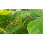 Zdjęcia użytkowników Samsung Galaxy A70 Zdjęcia użytkowników Samsung Galaxy A70