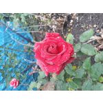 Zdjęcia użytkowników Samsung Galaxy A70 Zdjęcia użytkowników Samsung Galaxy A70