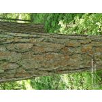 Zdjęcia użytkowników Samsung Galaxy A70 Zdjęcia użytkowników Samsung Galaxy A70