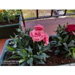 Zdjęcia użytkowników Samsung Galaxy A70 Zdjęcia użytkowników Samsung Galaxy A70