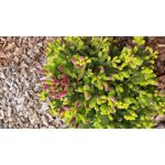 Zdjęcia użytkowników Samsung Galaxy A70 Zdjęcia użytkowników Samsung Galaxy A70