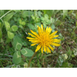 Zdjęcia użytkowników Samsung Galaxy Ace 2