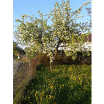 Zdjęcia użytkowników Samsung Galaxy Ace 2