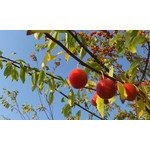 Zdjęcia użytkowników Samsung Galaxy Ace 2